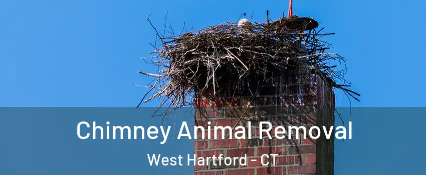 Chimney Animal Removal West Hartford - CT