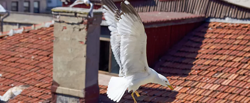 Residential Chimney Animal Removal Solution in West Hartford, CT